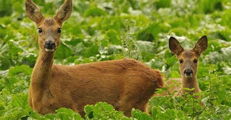 Wilde dieren (reeën) in een bosrijke omgeving bij schemering