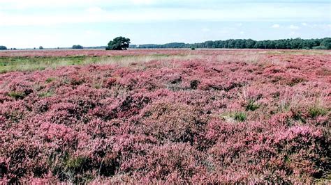 Landschap van Drenthe met bossen en heidevelden