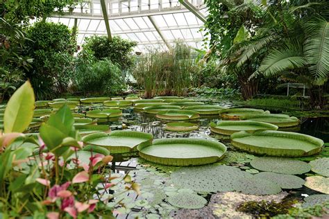 De weelderige botanische tuin van Villa Ormond met een overvloed aan exotische planten en bloemen.