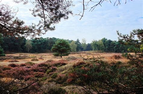 Landschap van de Utrechtse Heuvelrug met heidevelden en bossen