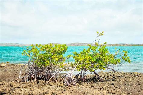 landschap van Sint Willibrordus met typische Curaçaose vegetatie
