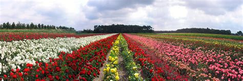 Thematische foto van een bloeiend rozenveld in Lottum