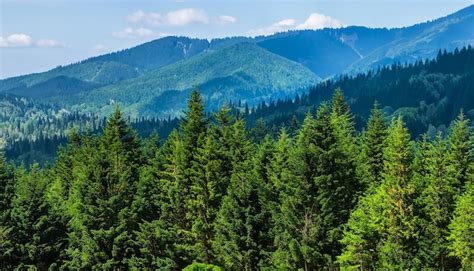Een weelderig, groen boslandschap op La Palma of La Gomera, met oude bomen en dichte begroeiing.