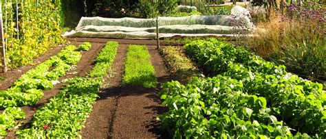 foto van een uitgebreide moestuin met diverse groenten en een kas op de achtergrond
