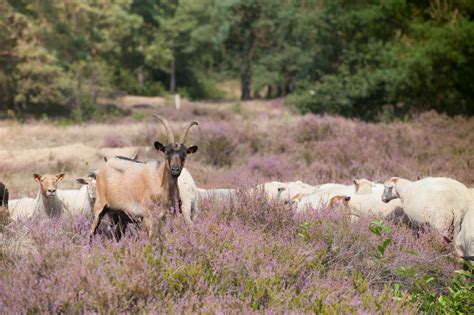 illustratie van holistische begrazing in een boomgaard met schapen en wilde bloemen
