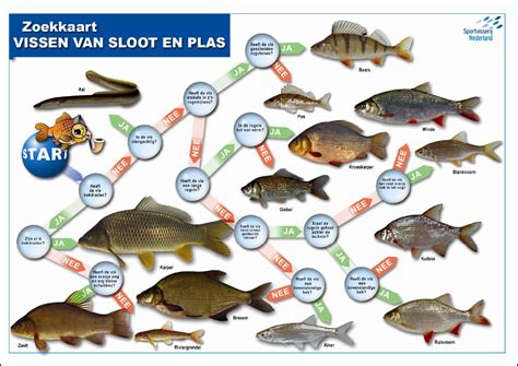 Infographic met de meest voorkomende vissoorten in Nederlandse vakantieparken