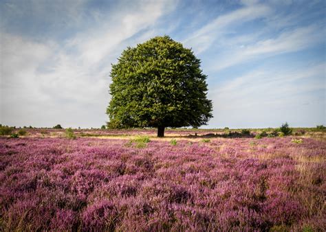 landschap van Cairngorms Nationaal Park met bergtoppen en heide