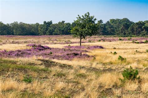 Heidevelden en boslandschap in Nationaal Park De Hoge Veluwe