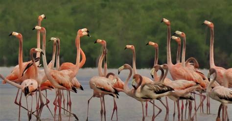 Vogels in het Bigi Pan Natuurreservaat, Suriname