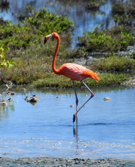 Roze flamingo's in het Gotomeer op Bonaire