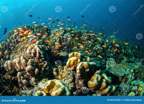 Onderwaterfoto van de Oosterschelde met diverse vissen en planten