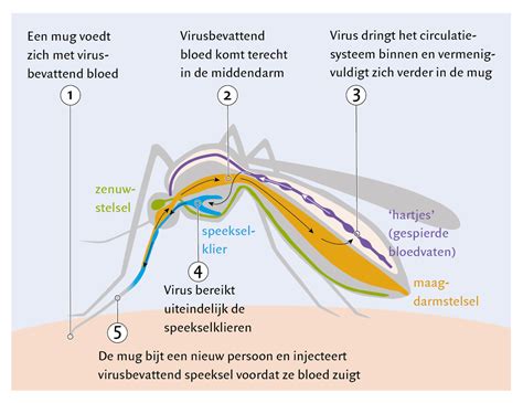 Illustratie van muggen die ziektes overdragen