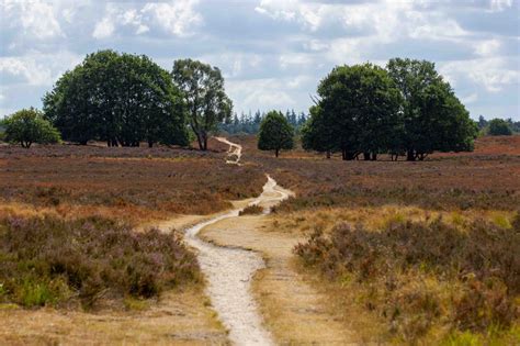 Uitgestrekt heideveld op de Veluwe met een kronkelend bospad