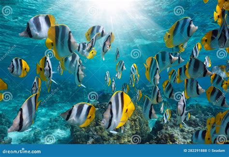 Educatief koraalbad met tropische vissen