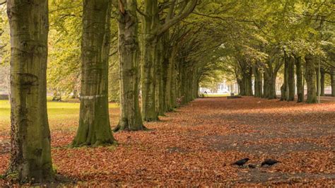 Foto van oude bomen in het Haagse Bos