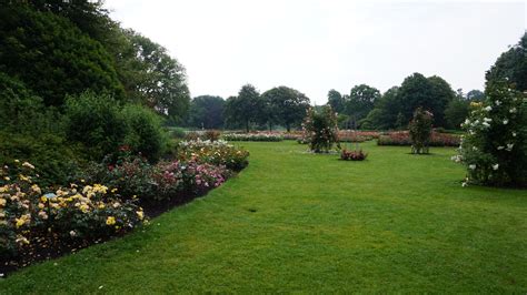 Foto van het rosarium in het Westbroekpark met bloeiende rozen