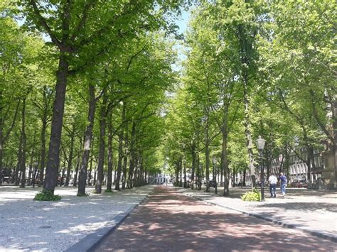 Lange Voorhout met lindebomen
