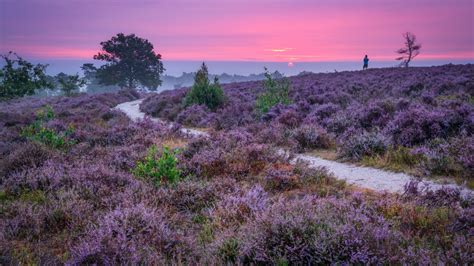 Panorama van Nationaal Park de Sallandse Heuvelrug met heidevelden en bossen