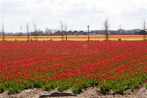Landschap met tulpenvelden nabij Keukenhof