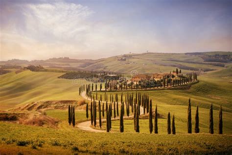 Glooiend Toscaans landschap met wijngaarden en cipressen