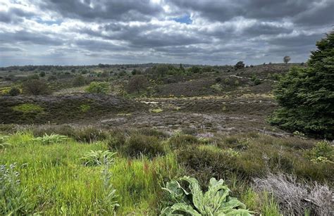 Landschap van het Nationaal Park Hortobágy met typische poesta-flora.
