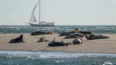 Zeehonden die rusten op een zandbank in de Waddenzee