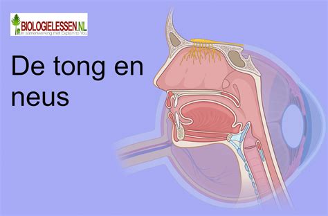 Visualisatie van het MCAS-systeem en hoe het de neus van het vliegtuig naar beneden kan duwen.