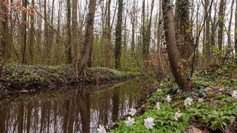 een idyllisch landschap van het Ulvenhoutse bos