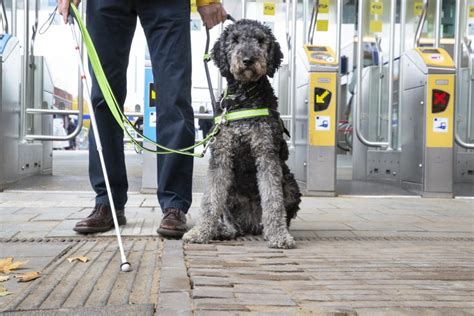 Illustratie van een geleidehond die aan de stoel van de passagier is bevestigd