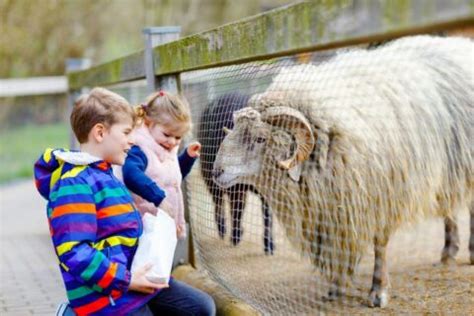 Kinderen die helpen met het voeren van dieren op een Drentse boerderij.