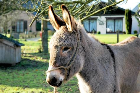 Een rustieke houten cabane in een bosrijke omgeving, met een ezel op de voorgrond