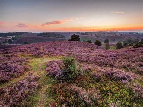uitzicht over de heidevelden van de Veluwezoom