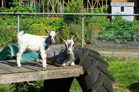 Kinderboerderij op Camping La Bonne Vie met diverse dieren.