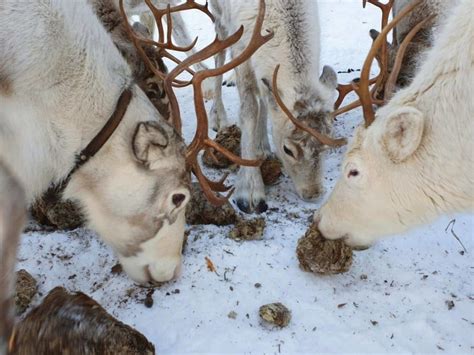 Landschap van Zweeds Lapland met rendieren
