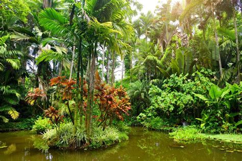Tropisch landschap met weelderige vegetatie op Bali