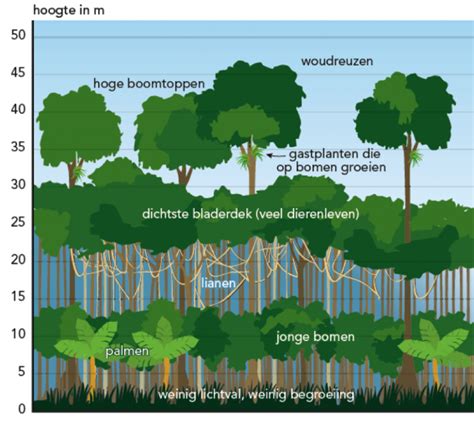 Een overzicht van de diverse landschappen van Ecuador, van regenwoud tot Andesgebergte.