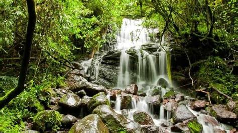 Een weelderig nevelwoud in Mindo, Ecuador.