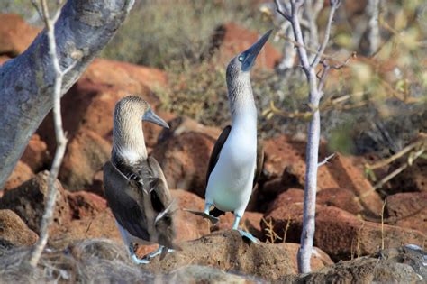 Een zeldzame blauwvoetgent op de Galapagos eilanden.