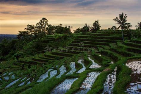 Panoramische foto van de rijstterrassen op Bali bij zonsopgang