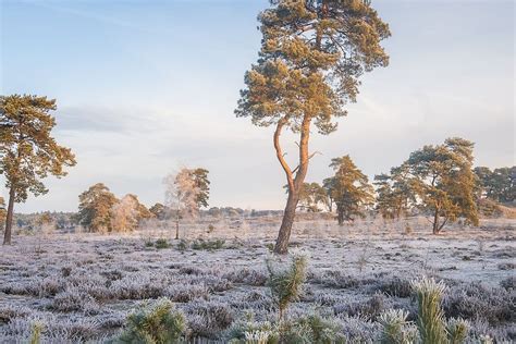 landschapsfoto van de Veluwe in de winter