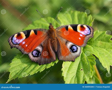 Het exterieur van de B&B Russet Butterfly