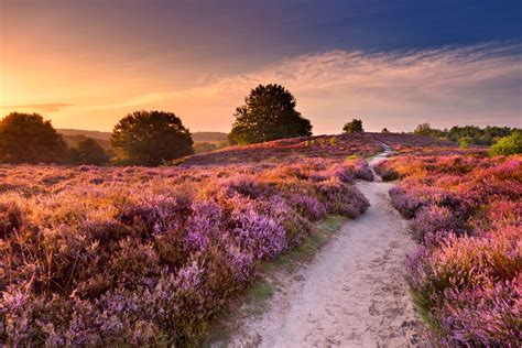 Landschap van de Veluwe met bossen en heidevelden