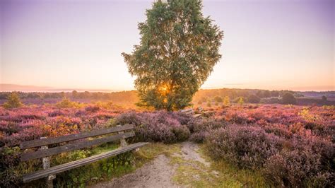 Fietsers verkennen de bosrijke omgeving van de Veluwe