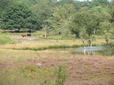 Landschap van de Maasduinen met heidevelden en bossen