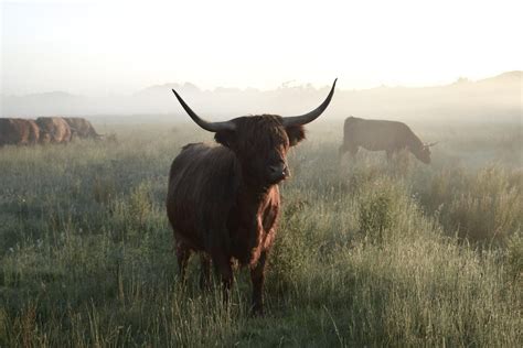 Landschap van natuurgebied De Schotsman met Schotse Hooglanders.