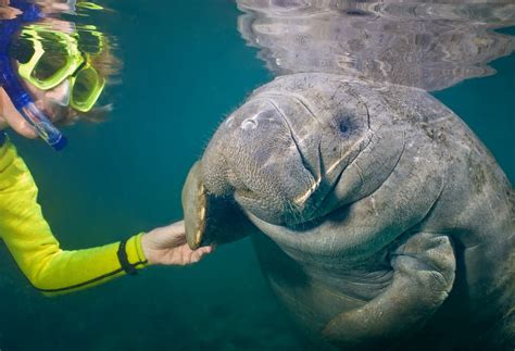 Een collage van verschillende bouwstenen voor Amerika-reizen: snorkelen met zeekoeien, een jazzclub in New Orleans, en een nationaal park