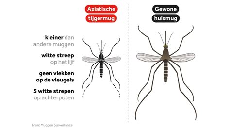 Illustratie van muggen en andere insecten die tropische ziekten verspreiden.
