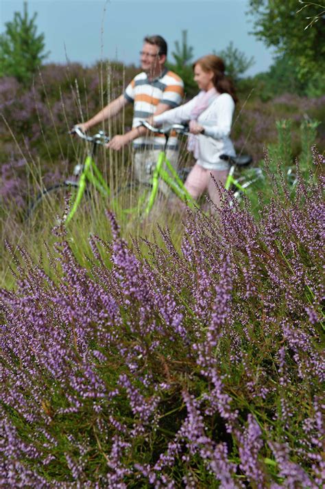 Een fietsroute door de Lüneburger Heide met bloeiende heide op de achtergrond