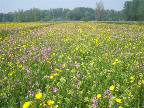 Typisch groen en bloemrijk landschap op Corfu