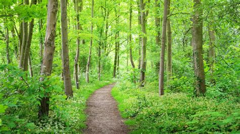 Groep fietsend door het groene Central Park, omringd door bomen en paden.